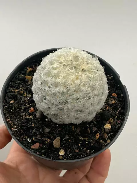 Mammillaria Plumosa - pote 11