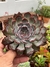 Echeveria Dark Ice - pote 11 - comprar online