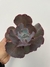 Echeveria Gigantea - pote 11