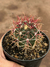 Ferocactus Vermelho - pote 11