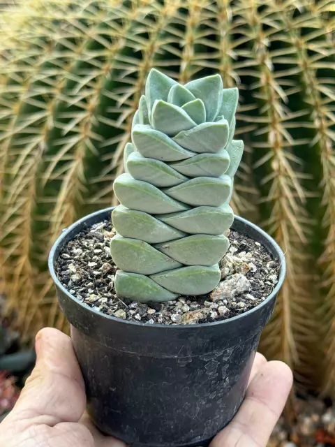 Crassula Moonglow - pote 9