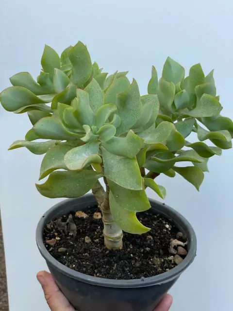 Jade de prata - cuia 18