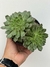 Echeveria olivia - pote 11