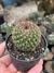 Mammillaria Mistax - pote 7