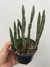 Cacto Melancia - pote 11 - comprar online