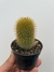 Mammillaria eriacantha - pote 7 - comprar online