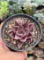 Agavoide Red Leaf - pote 7