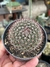 Mammillaria Silvatica - pote 7