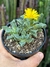 Falcaria Bosscheana - pote 11
