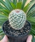 Mammillaria bombycina - pote 7