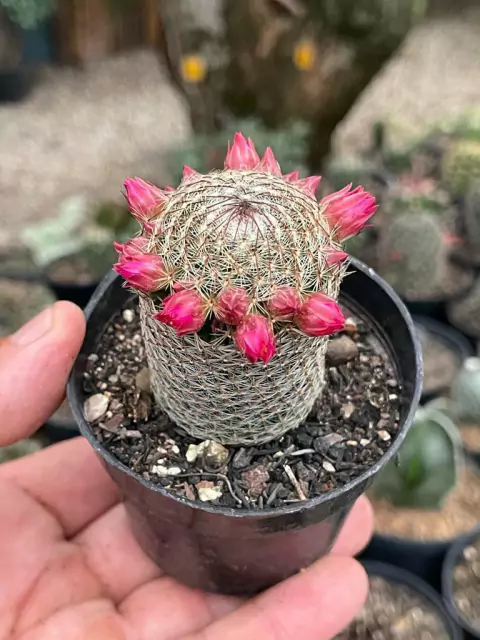 foto do cacto Mammillaria Matudae