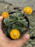 Aloinopsis Malherbei - pote 7