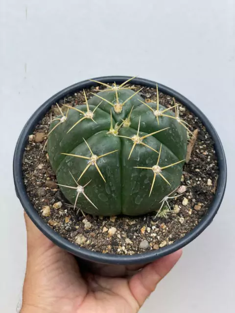 Notocactus Horst - pote 14