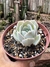 Echeveria Ghost - pote 11