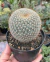 Mammillaria Celsianus - pote 11