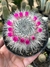 Mammillaria Hahniana - pote 11