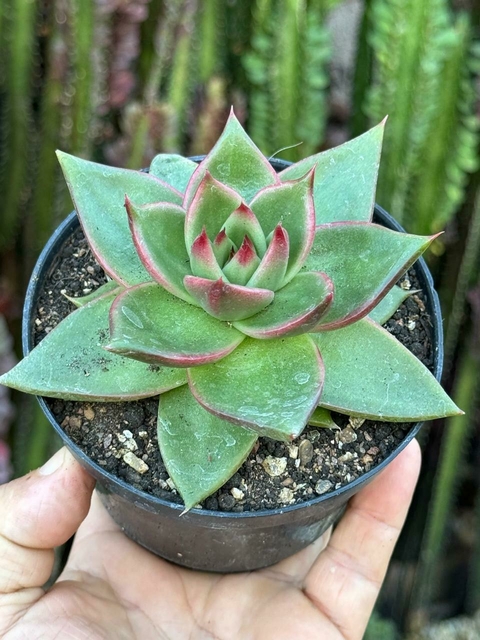 Echeveria Agavoides Contepec - pote 11