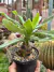 Ledebouria Concolor - pote 11