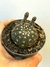Gymnocalycium ragonesei - pote 7 - comprar online