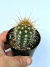 trichocereus huascha (cacto tocha vermelha ) - mudas pequenas pote 7 como na segunda foto - comprar online