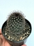 Mammillaria tenango del vale - pote 11