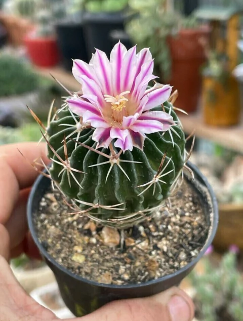 Stenocactus multicostatus - pote 11