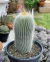 Parodia leninghausii Albispinus - pote 14