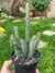 Euphorbia Baionense - pote 11