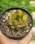 Echeveria Lindsayana (valor unitário) - pote 11 - comprar online