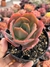 Echeveria Zauberbume - pote 11