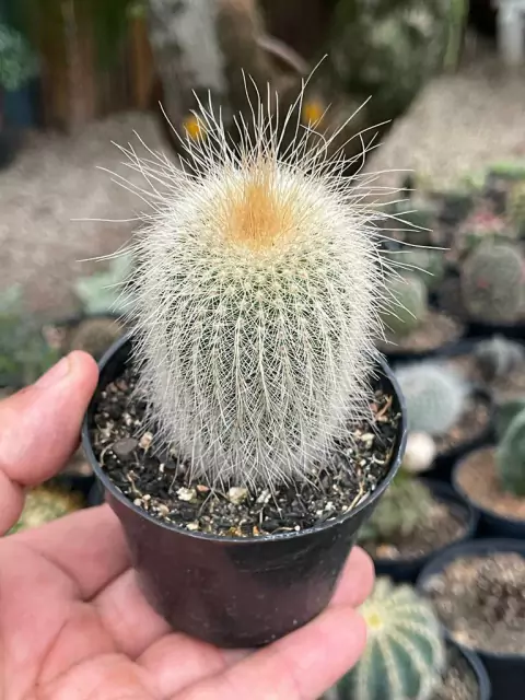 foto do cacto Notocactus leninghausii albispinus