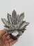 Echeveria Silver Queen - pote 11 - comprar online