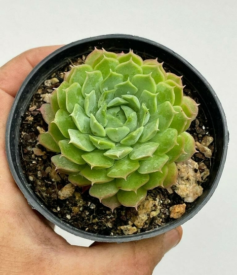 Echeveria Red Hole - pote 9