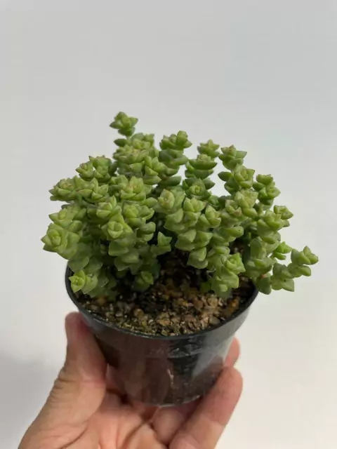 Crassula Tom Thumb - pote 9
