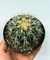 Poltrona de Sogra Branco (echinocactus grusonii albino) - pote 11