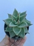 Agavoides Santa Barbara - pote 11 - comprar online