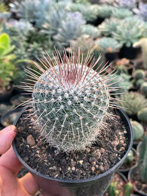 Mammillaria matheuzianus - pote 11