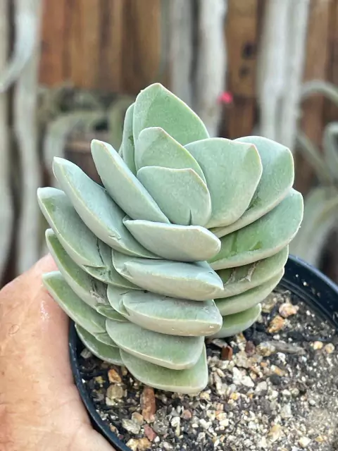 Crassula Ivory Tower - pote 11