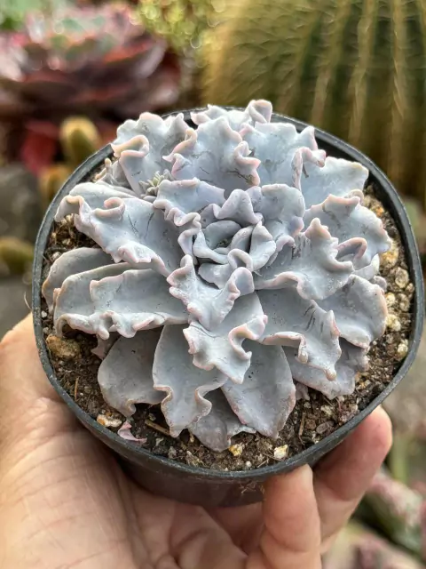 Echeveria Crispate Beauty – pote 11