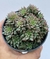 Echeveria Rain Star - pote 11