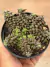 Anacampseros arachnoides - pote 11