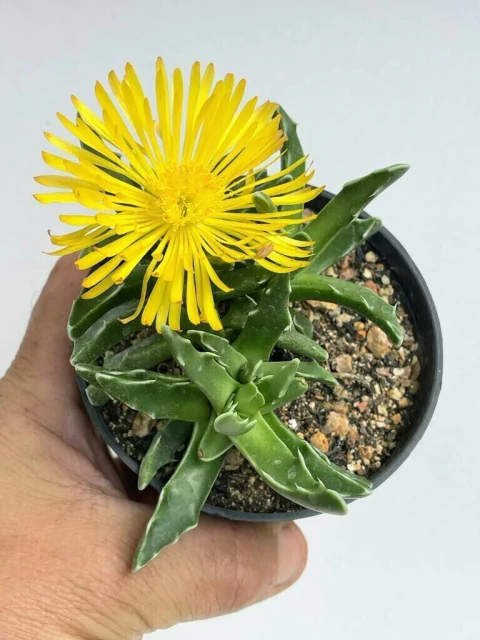 Faucaria paucidens - pote 11