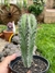 Polaskia chichipe - pote 11