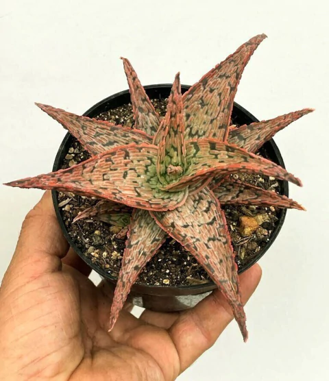 Aloe Pink Blush - pote 11