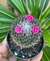 Mammillaria Hildagensis - pote 7