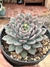 Echeveria Caamonoi Puebla - pote 9