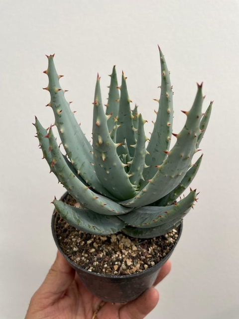 Aloe Peglerae - pote 11