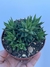 Haworthia Fasciata - pote 11