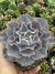 Echeveria Rosa Norteña - pote 11