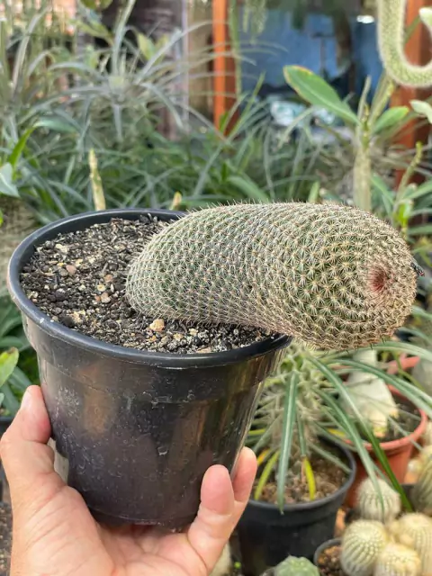 Mammillaria Matudae (cacto anaconda) - pote 14